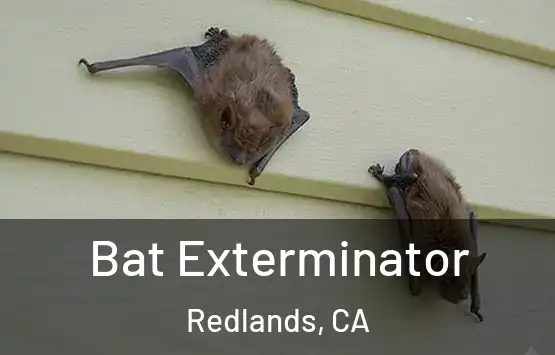  Bat Exterminator Redlands, CA