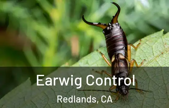  Earwig Control Redlands, CA