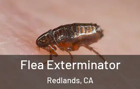  Flea Exterminator Redlands, CA