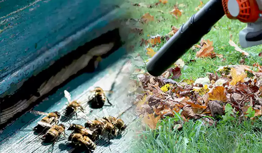 Wasps Pest Control Redlands, CA