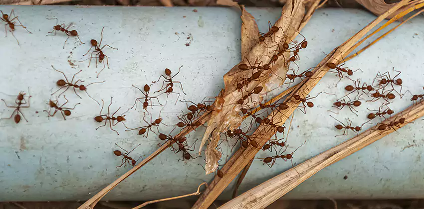 Fire Ant Extermination in Yards, Parks, and Outdoor Spaces Redlands, CA