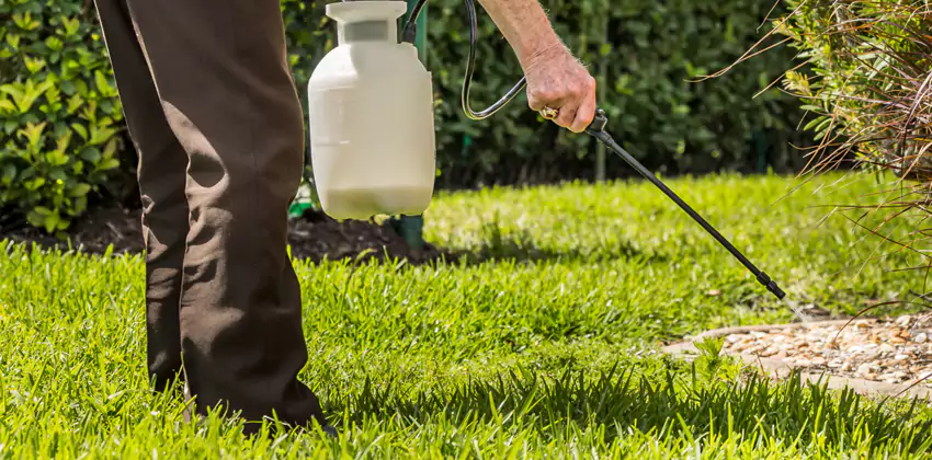 Grub Treatment for Bedrooms Redlands, CA