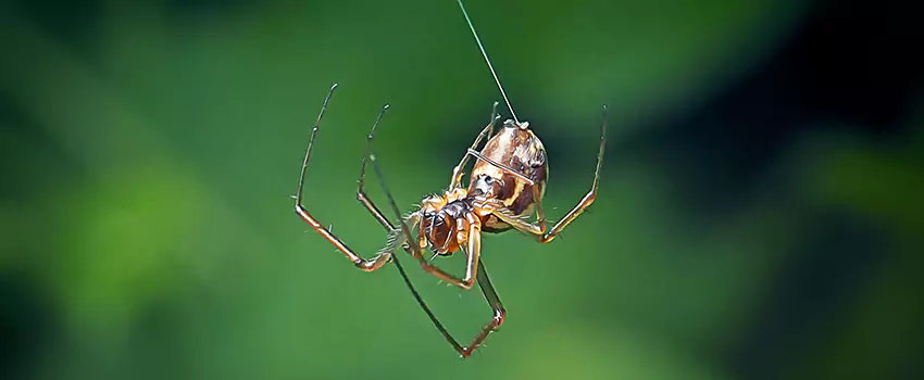 Spider and Mosquito Control Solutions Redlands, CA