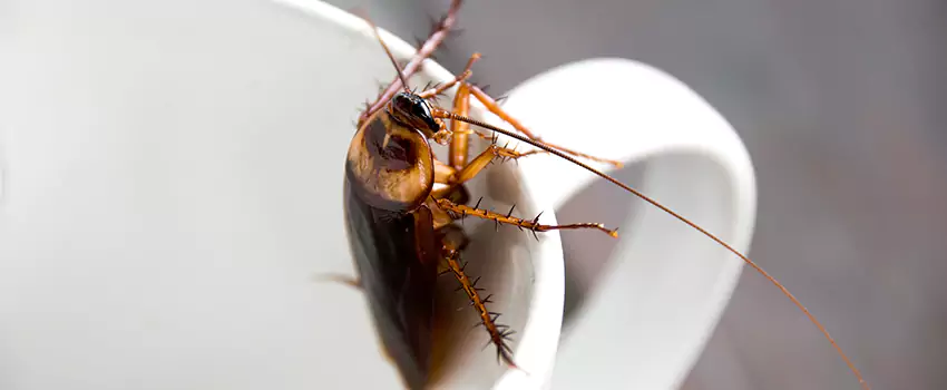 cockroach-treatment in Redlands, CA