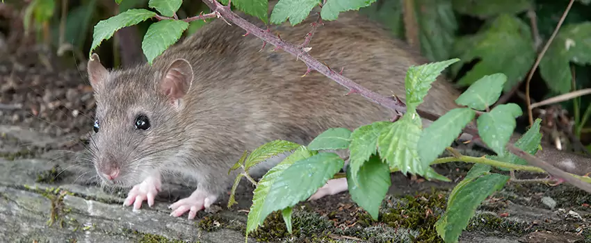 mice-control in Redlands, CA