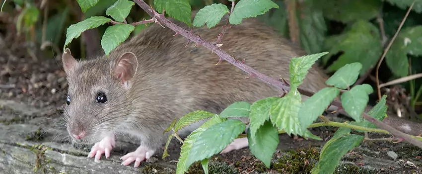 mouse-control in Redlands, CA