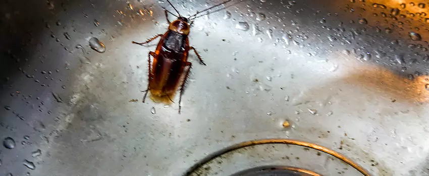 roach-control in Redlands, CA