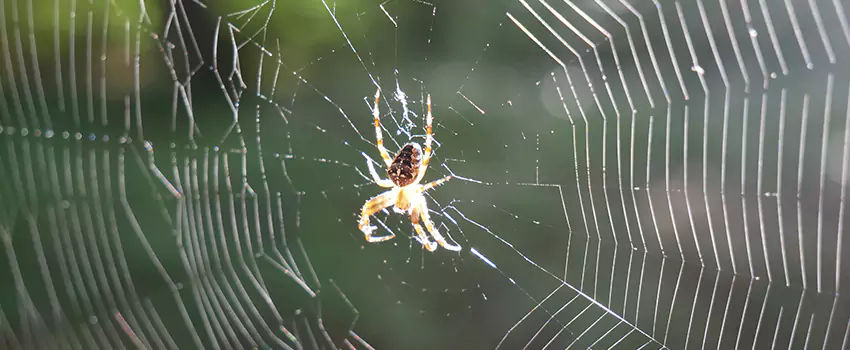spider-pest-control in Redlands, CA