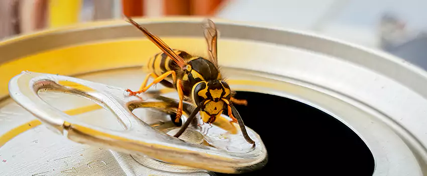 wasp-exterminator in Redlands, CA