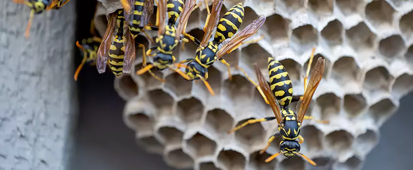 wasp-pest-control in Redlands, CA