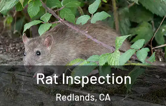  Rat Inspection Redlands, CA