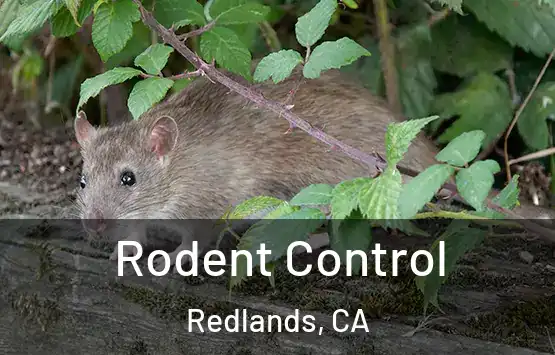  Rodent Control Redlands, CA
