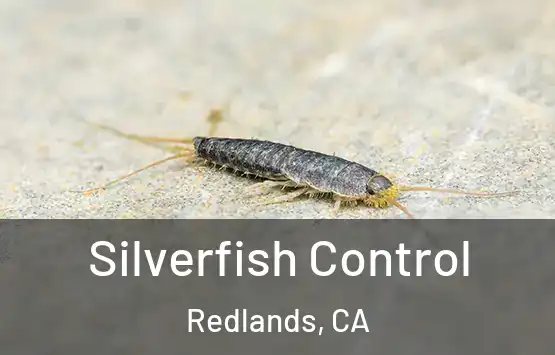  Silverfish Control Redlands, CA