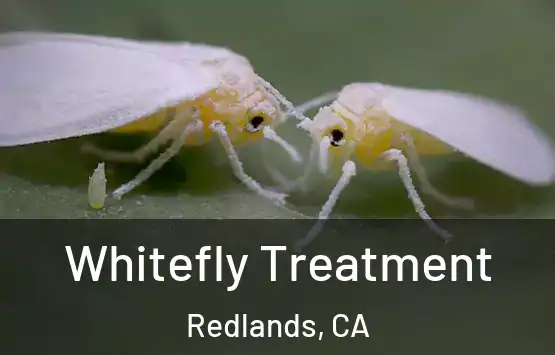  Whitefly Treatment Redlands, CA